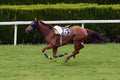 Race horse