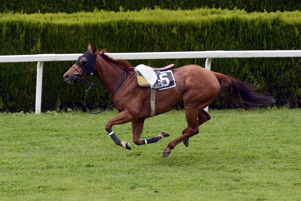 Race horse