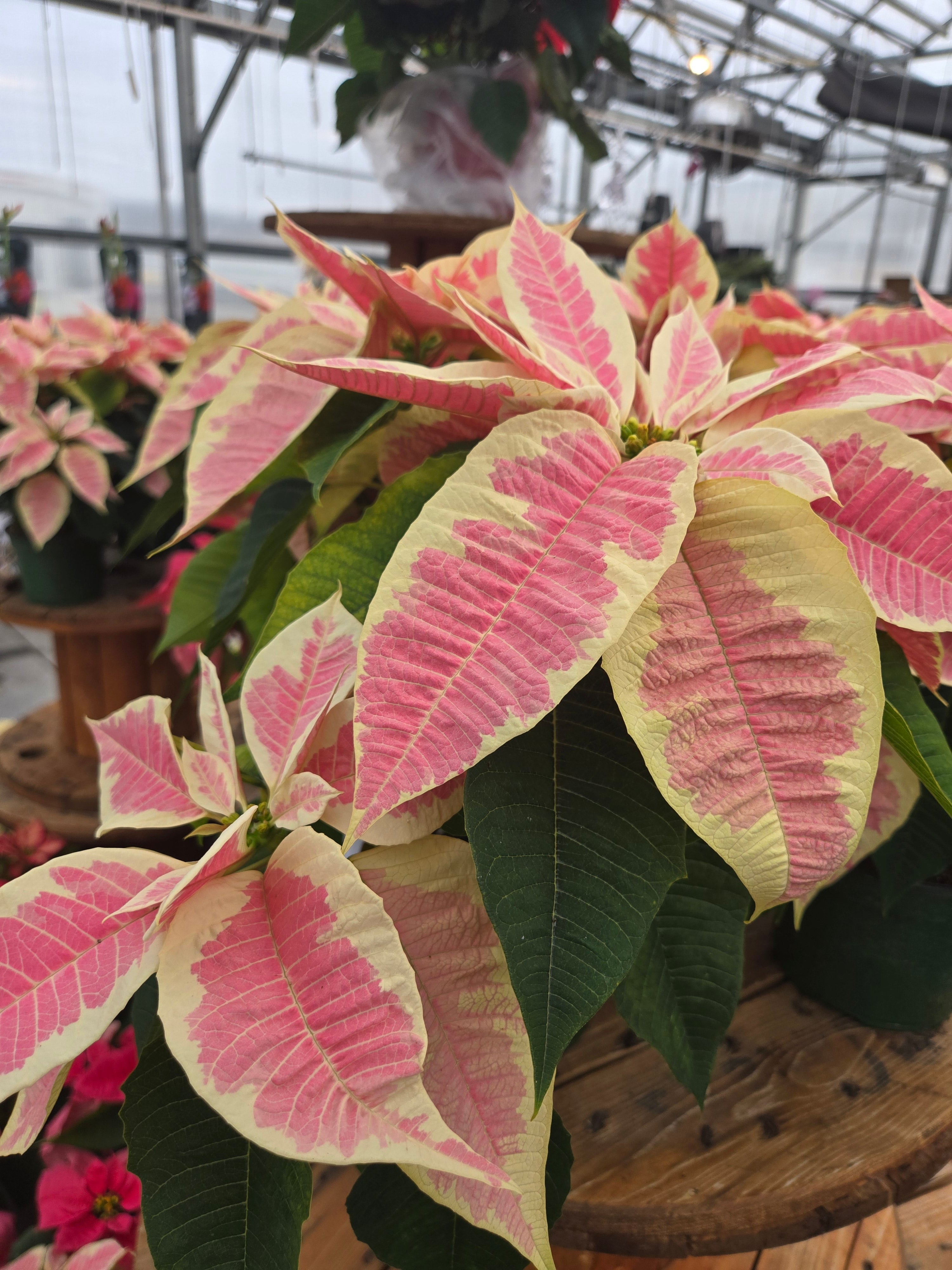 8" poinsettia assorted