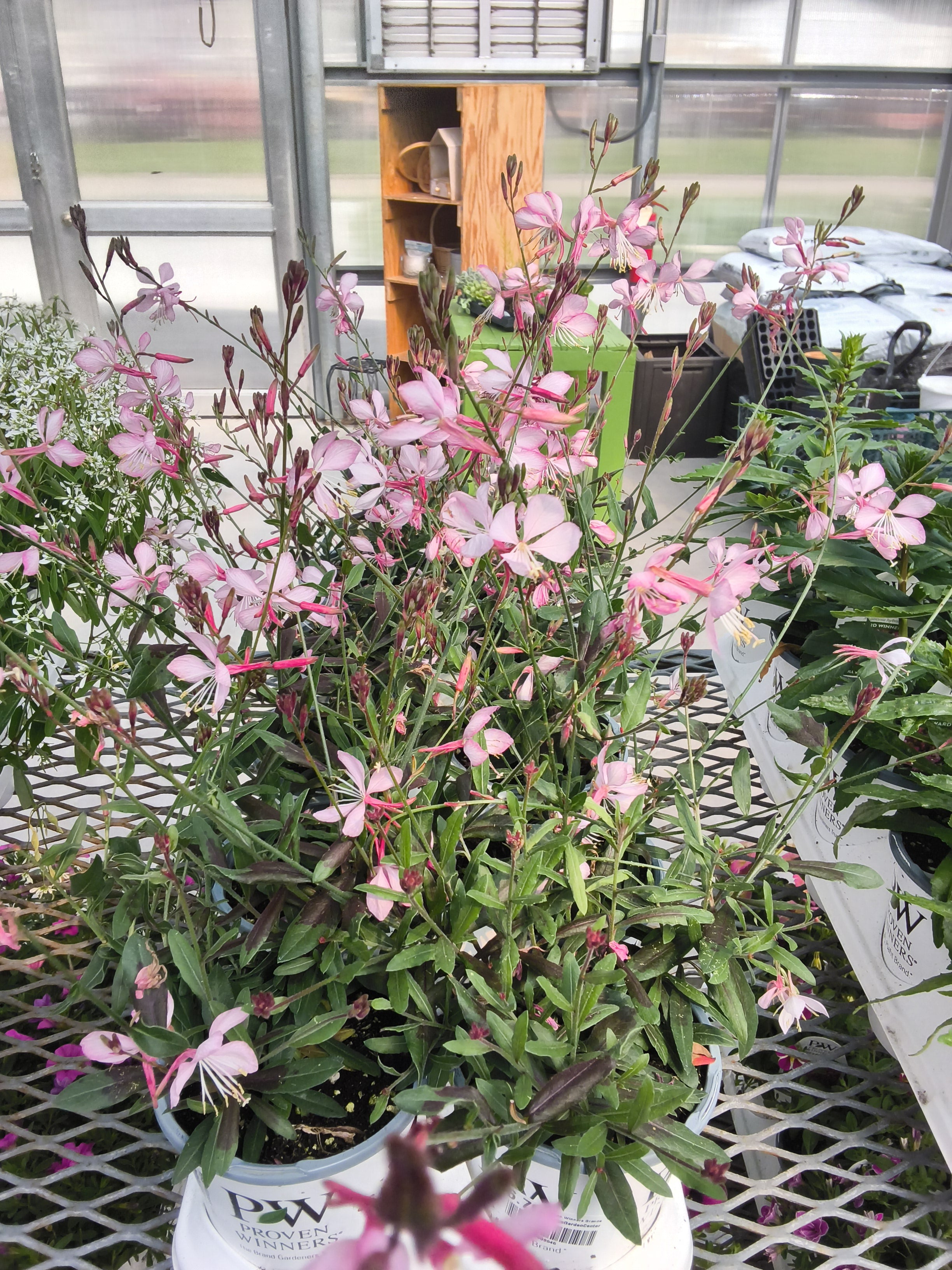 Proven Winners- pink picotee