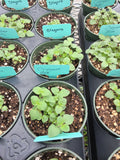Oregano
