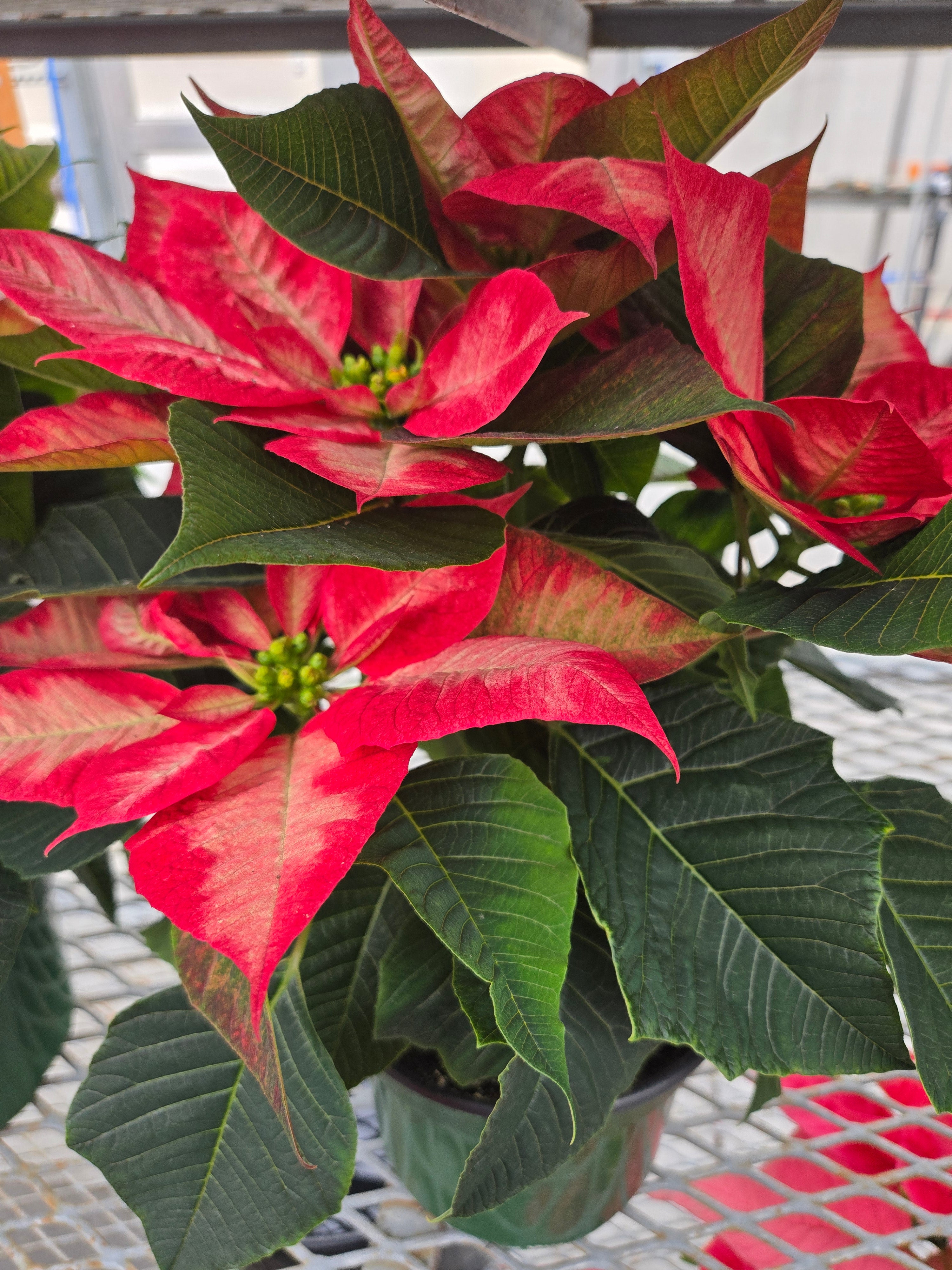 6.5" poinsettia assorted