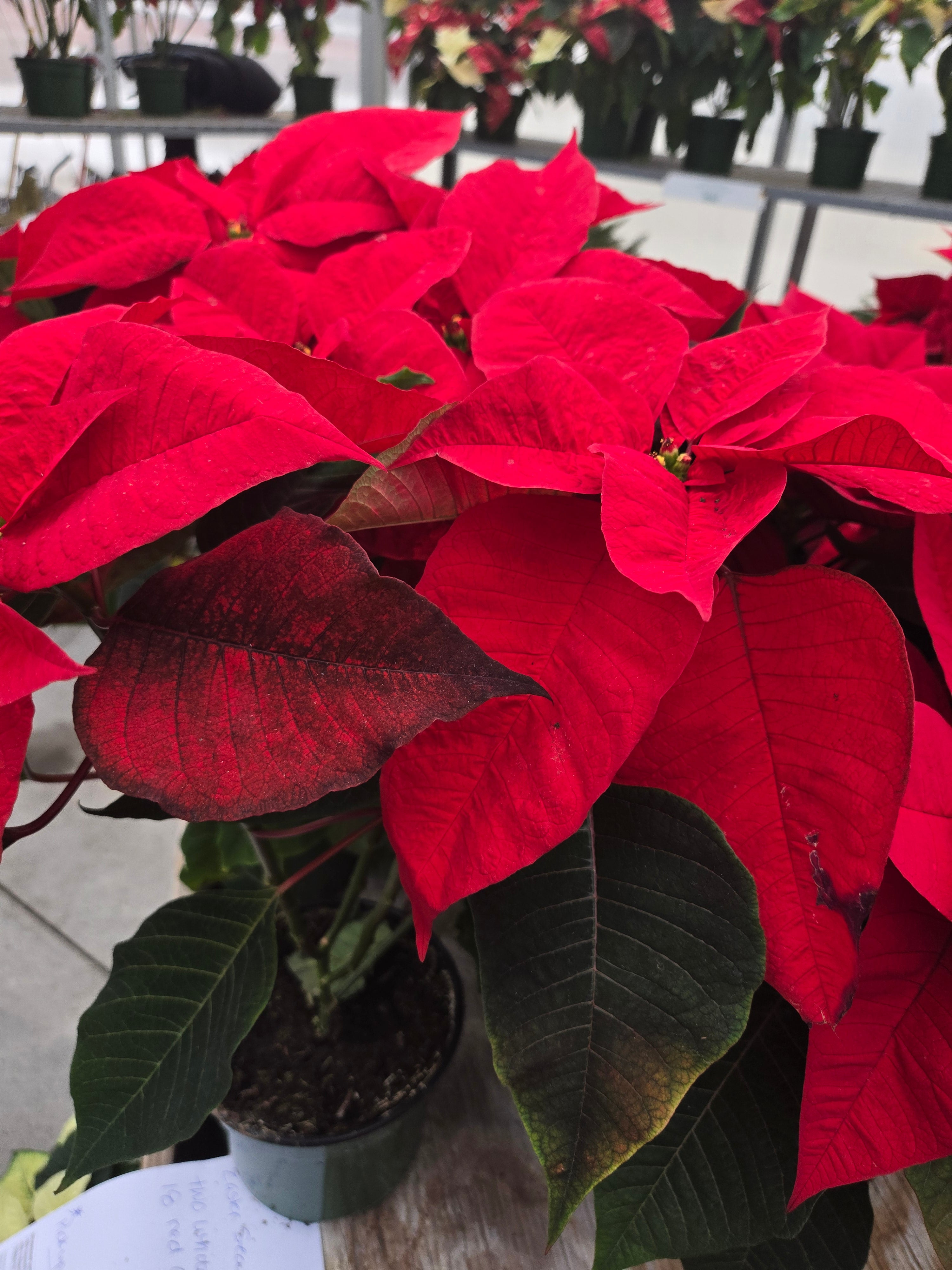 8" poinsettia red