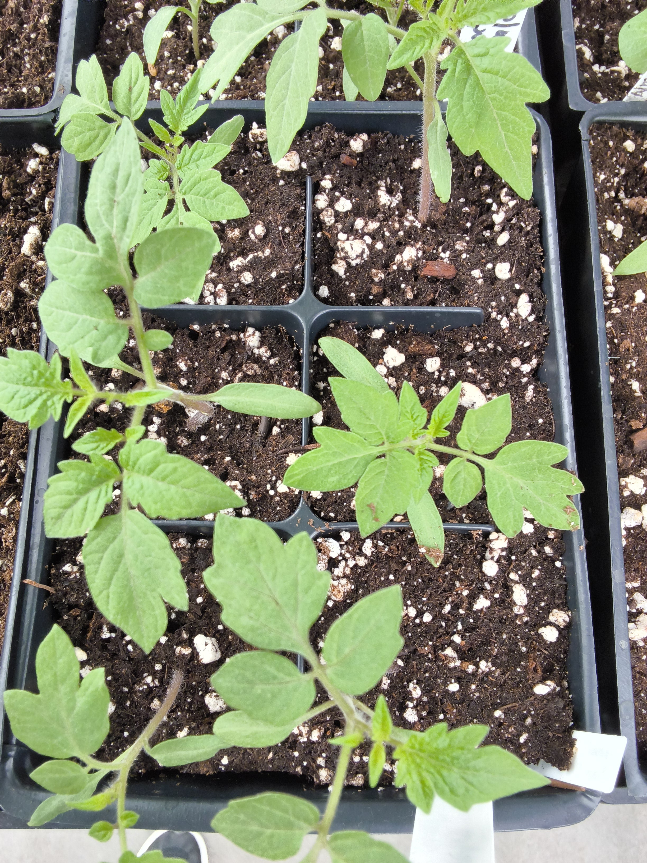 Tomato 6 pack