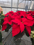 6.5" poinsettia red