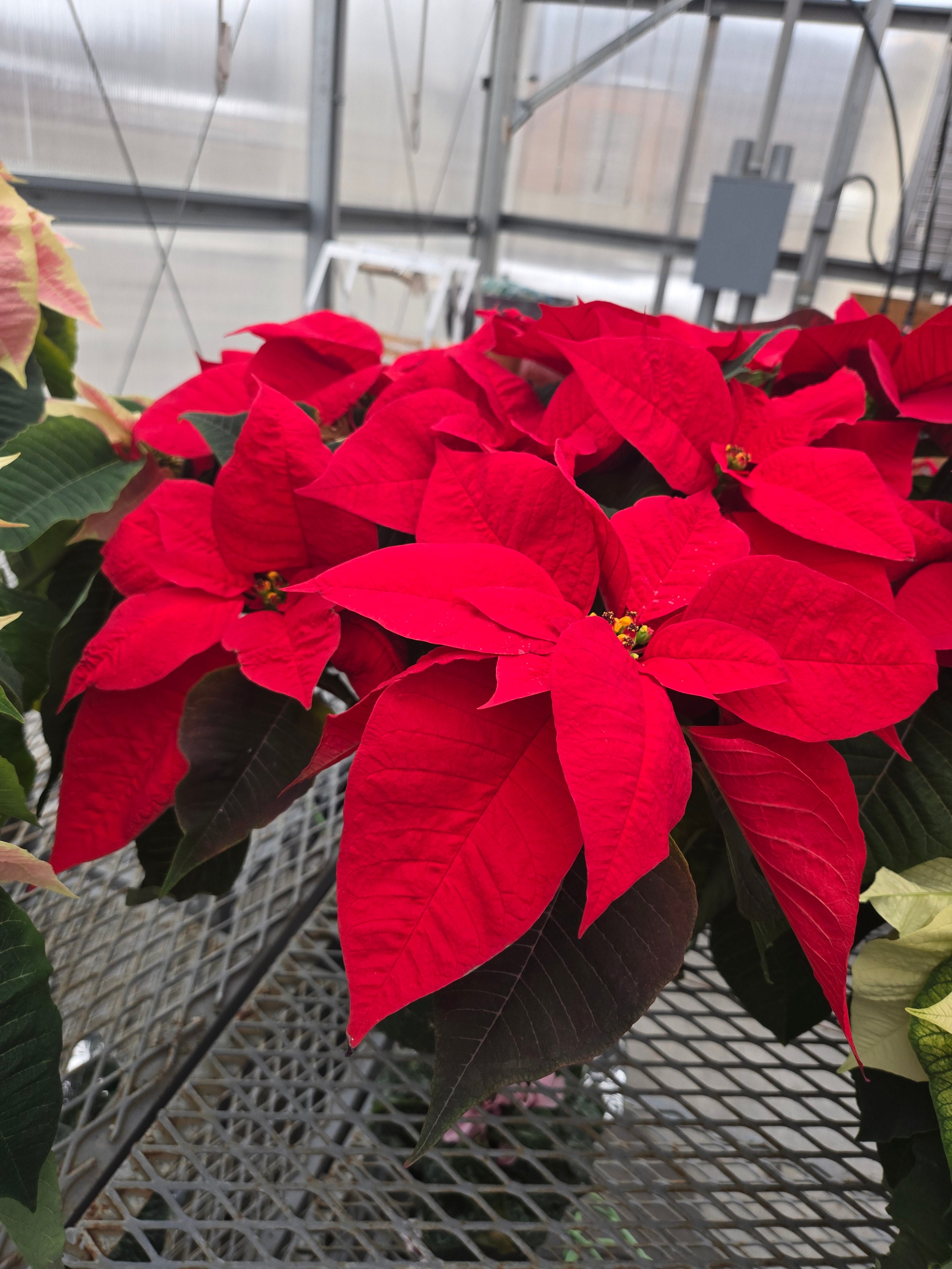 6.5" poinsettia red