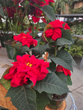 6.5" Princess poinsettia