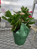 4" Xmas cactus