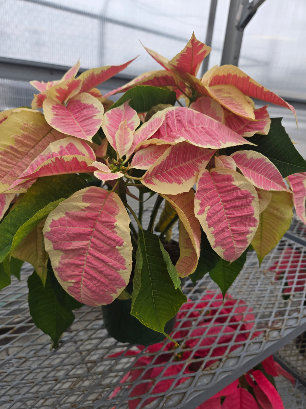 6.5" poinsettia assorted