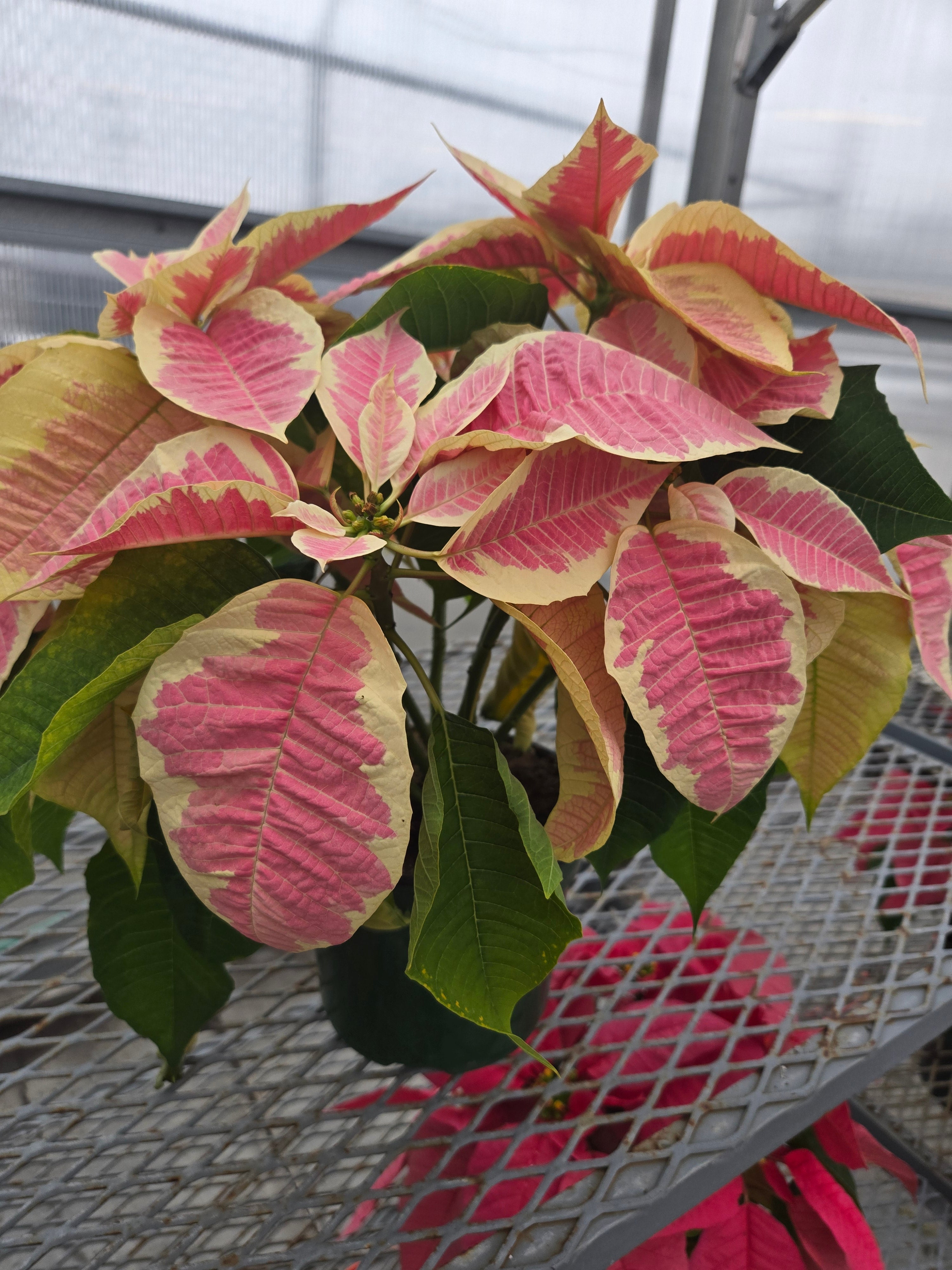 6.5" poinsettia assorted