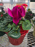 6" cyclamen