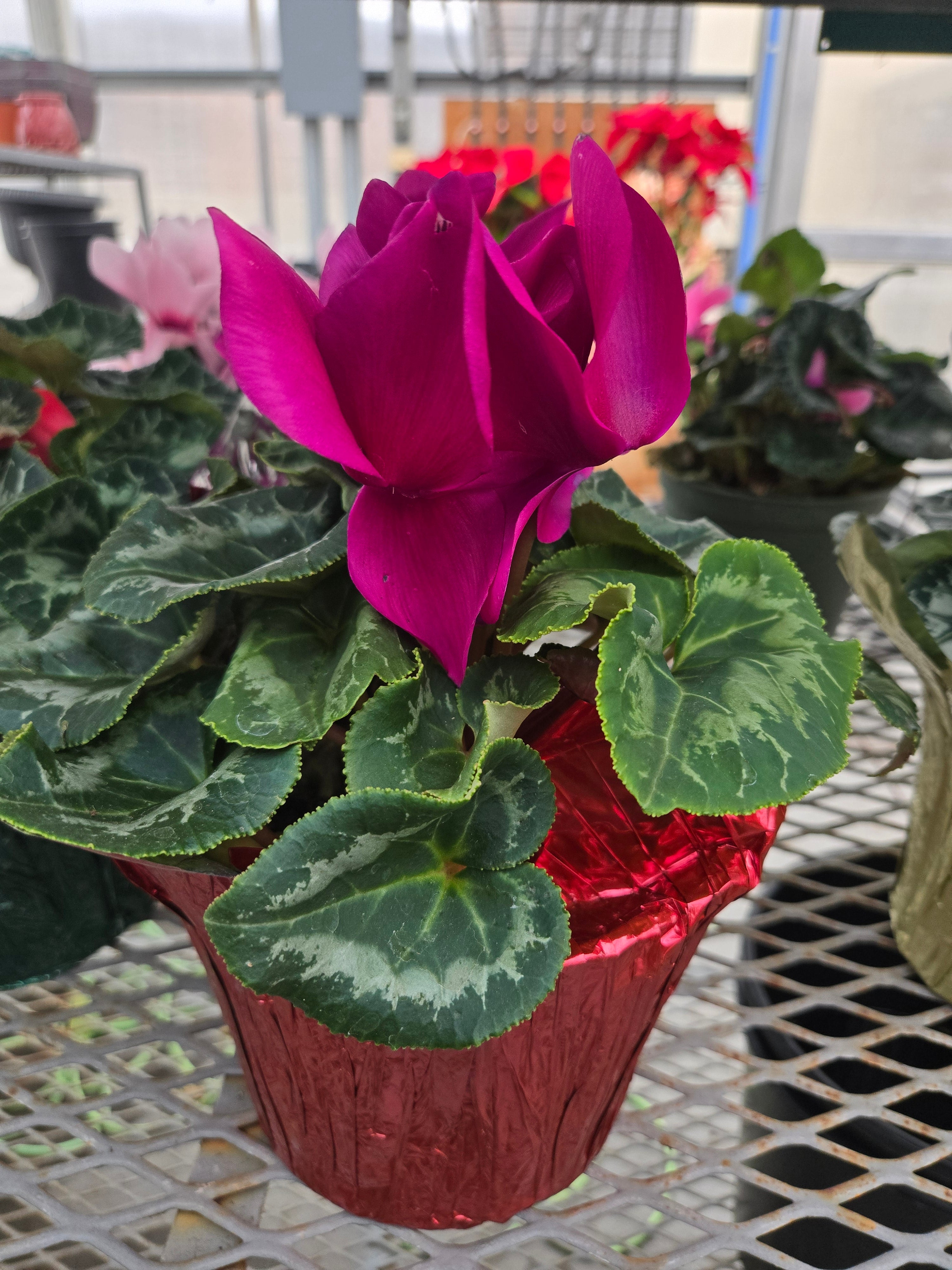 6" cyclamen